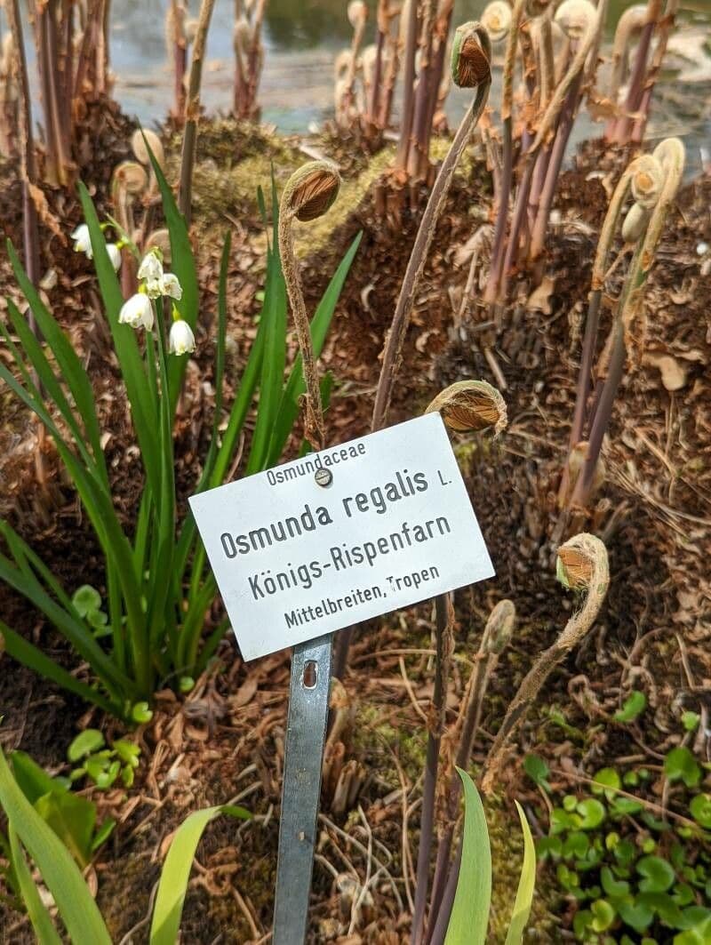 Długosz królewski 28