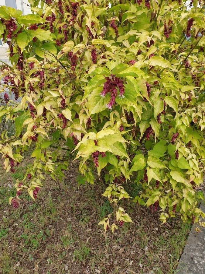 Leycesteria 12