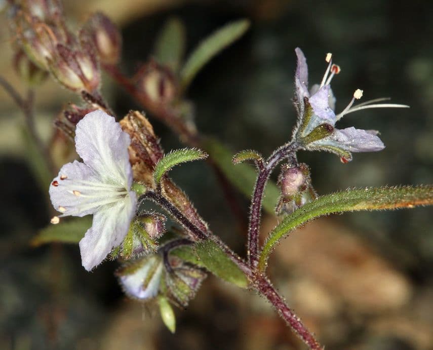 Pringles Phacelia 10