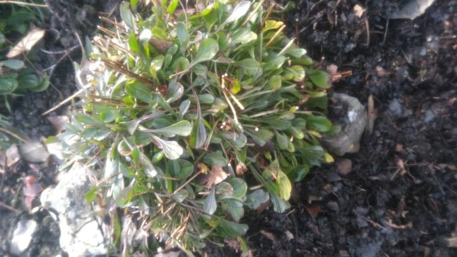 Globularia 8