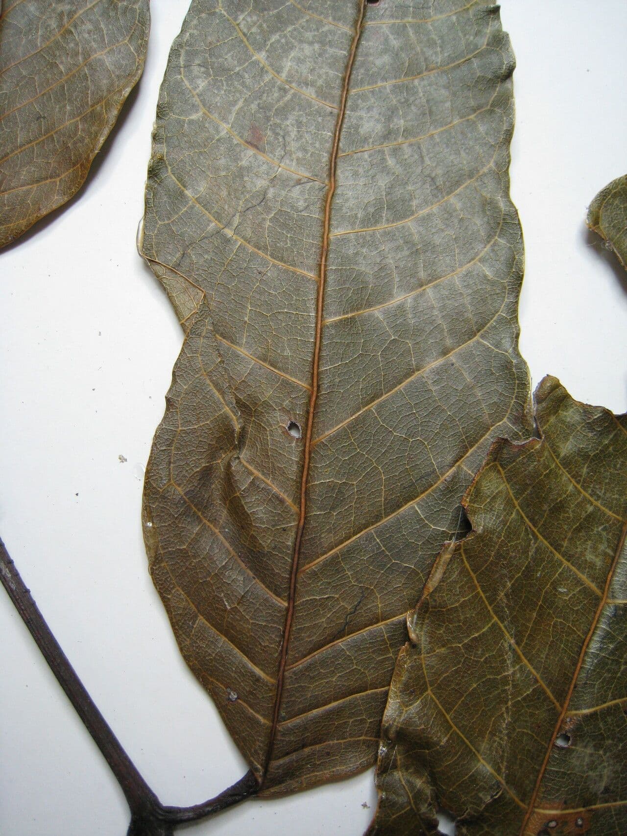Protium tenuifolium 14