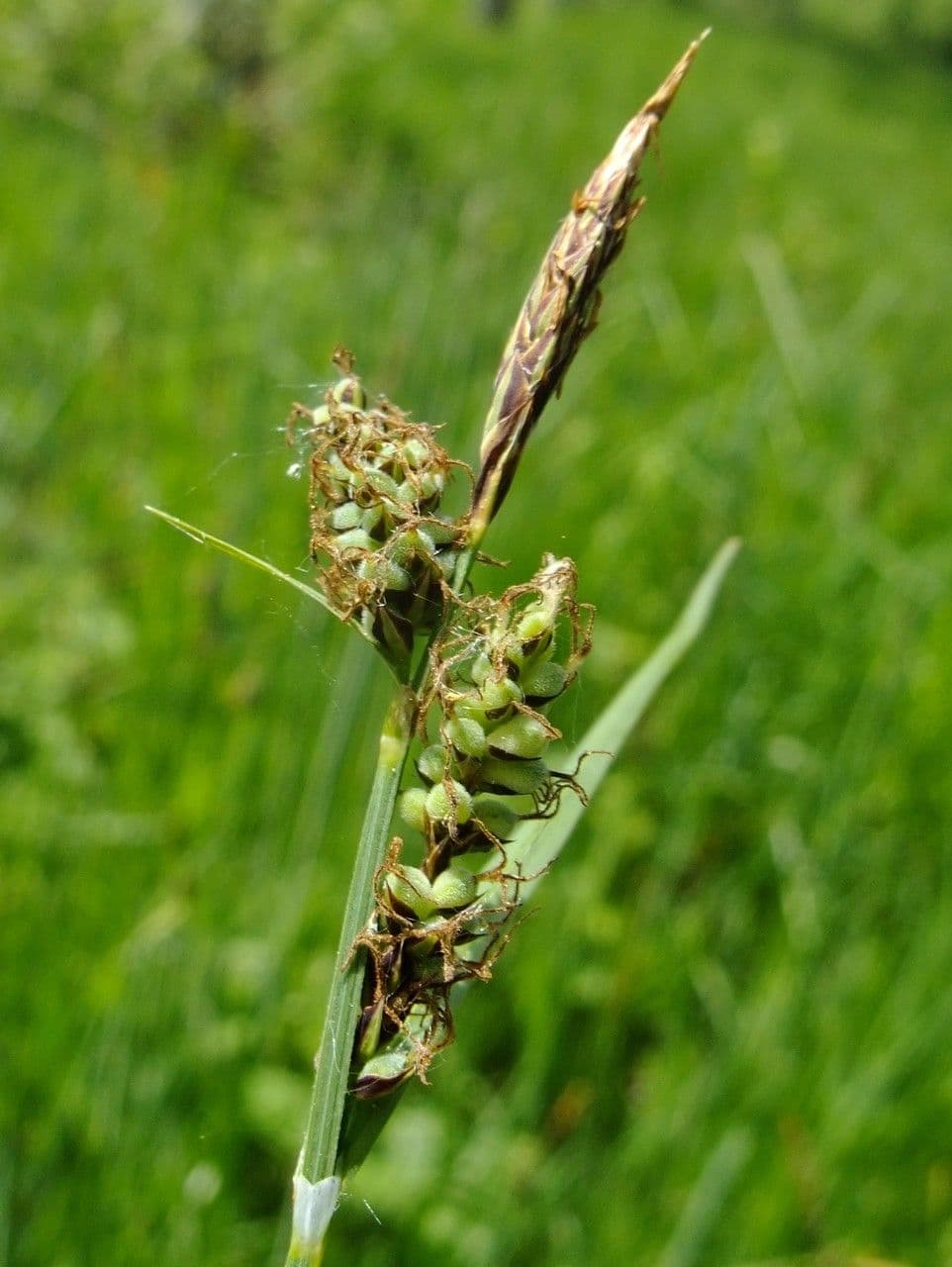 Faden-Segge 5