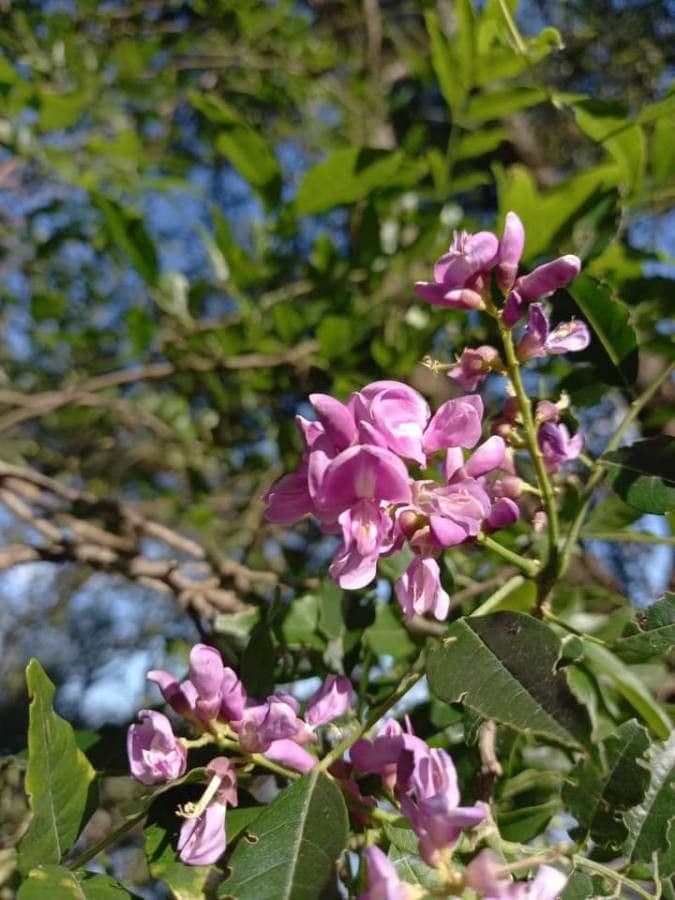 Lonchocarpus