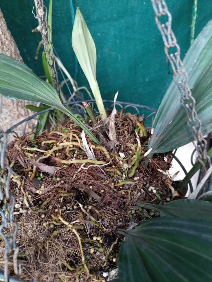 Stanhopea 7