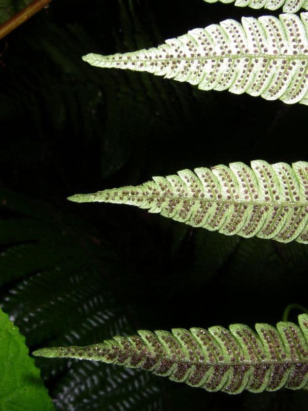 Thelypteris 3
