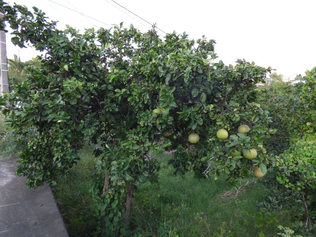 Pamplemousse 14