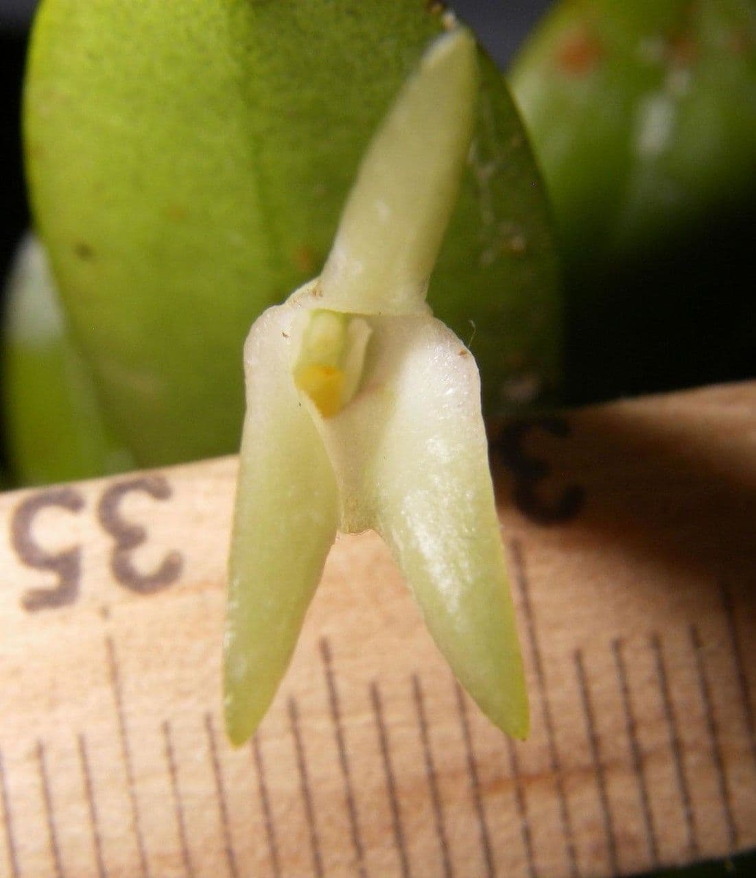 Masdevallia 2