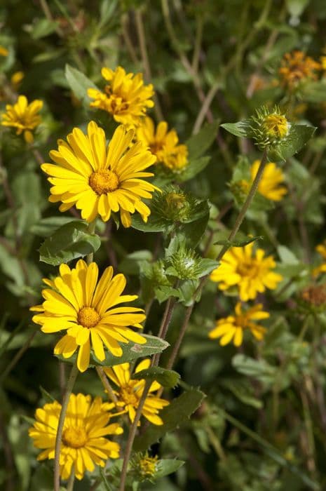 Raues Grindelia 2