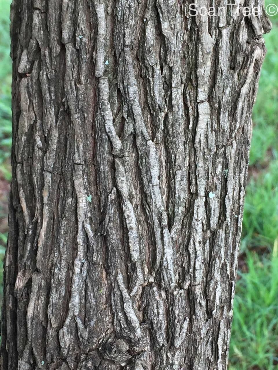 Halleria lucida 23