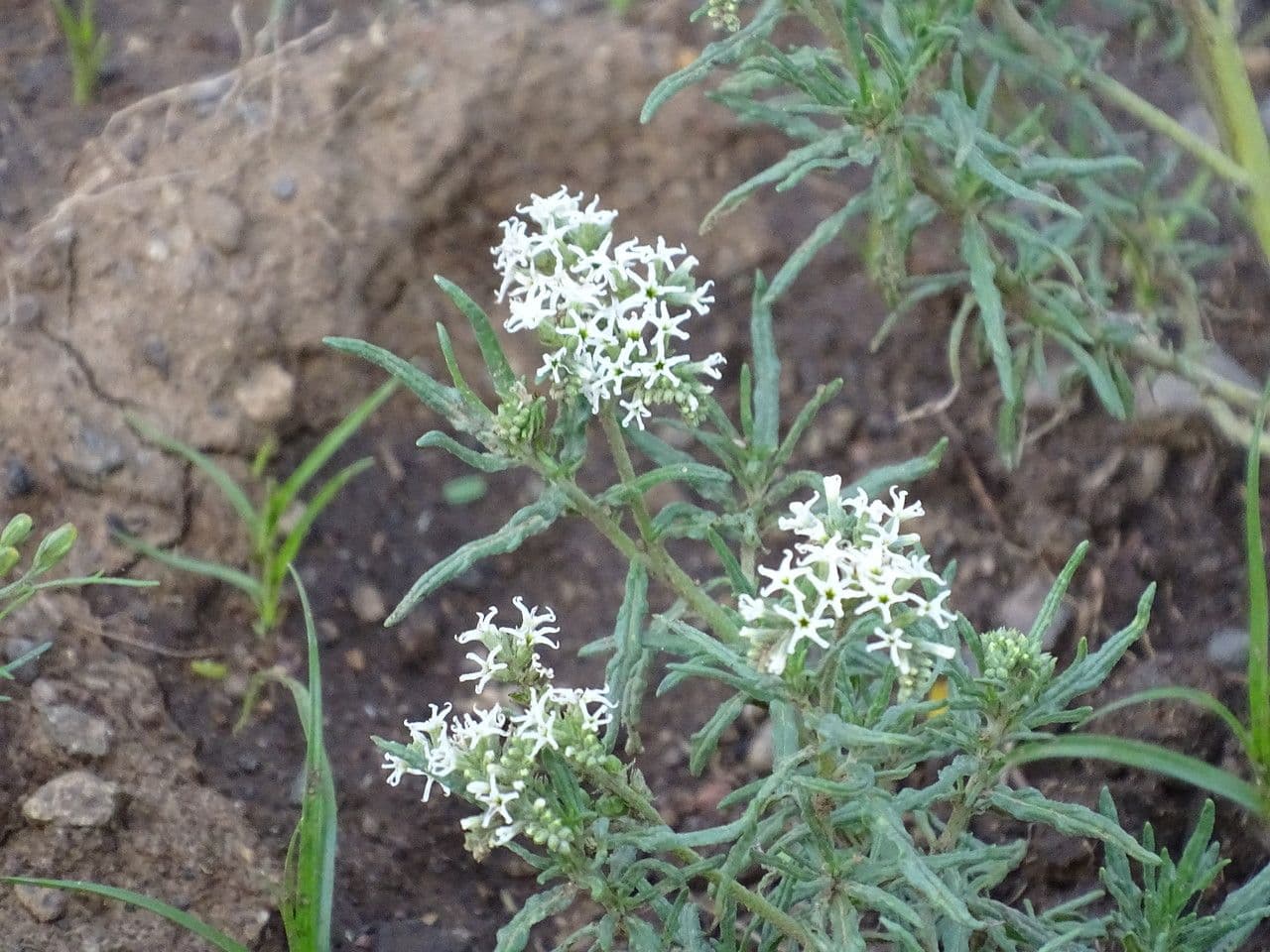 Elicrisio 6