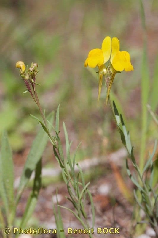 Linaria ametista 14