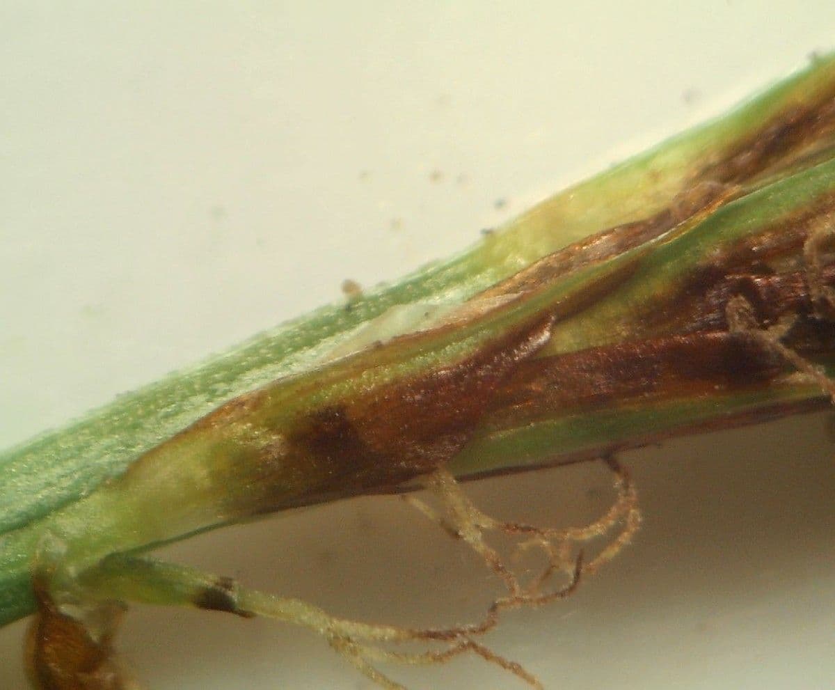Carex depressa