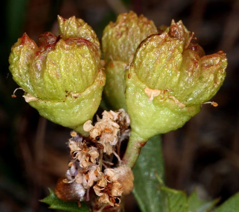Ceanothus 4