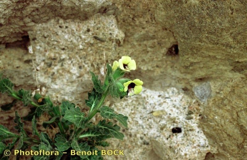 Beleño blanco 22