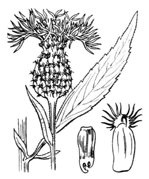 Cheirolophus 10