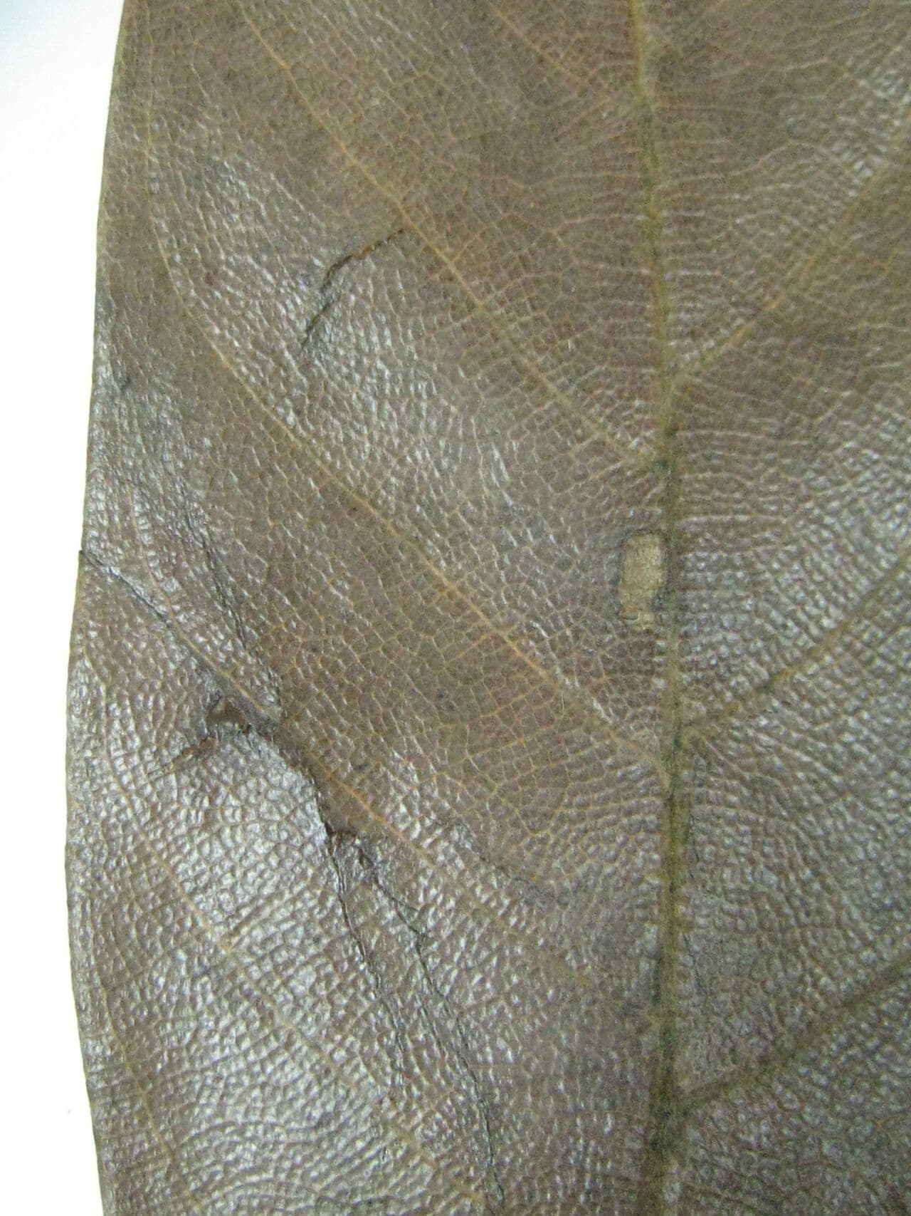 Ocotea glomerata 10
