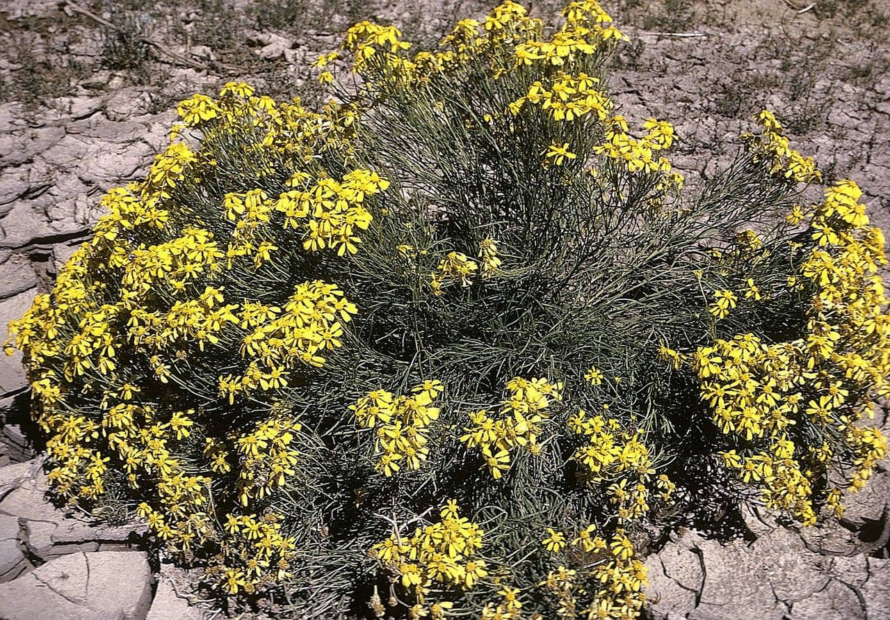 Hymenoxys 2