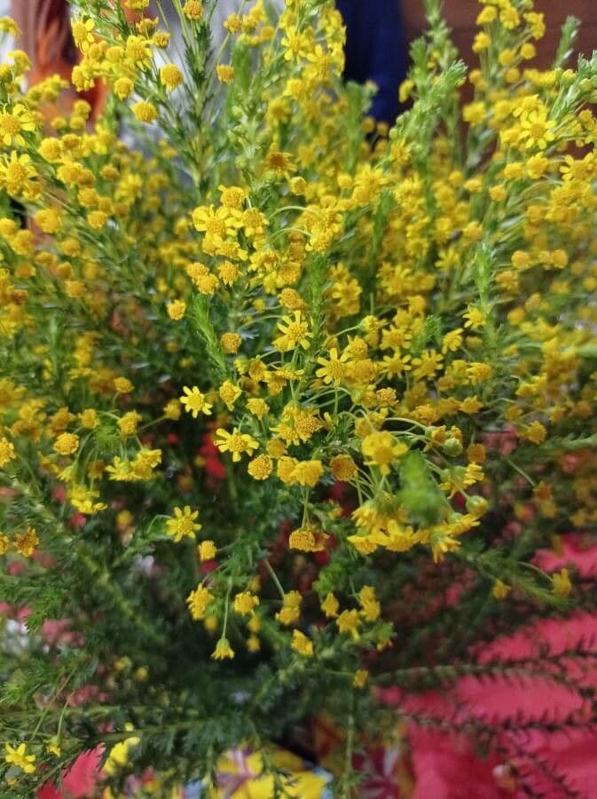 Euryops 2