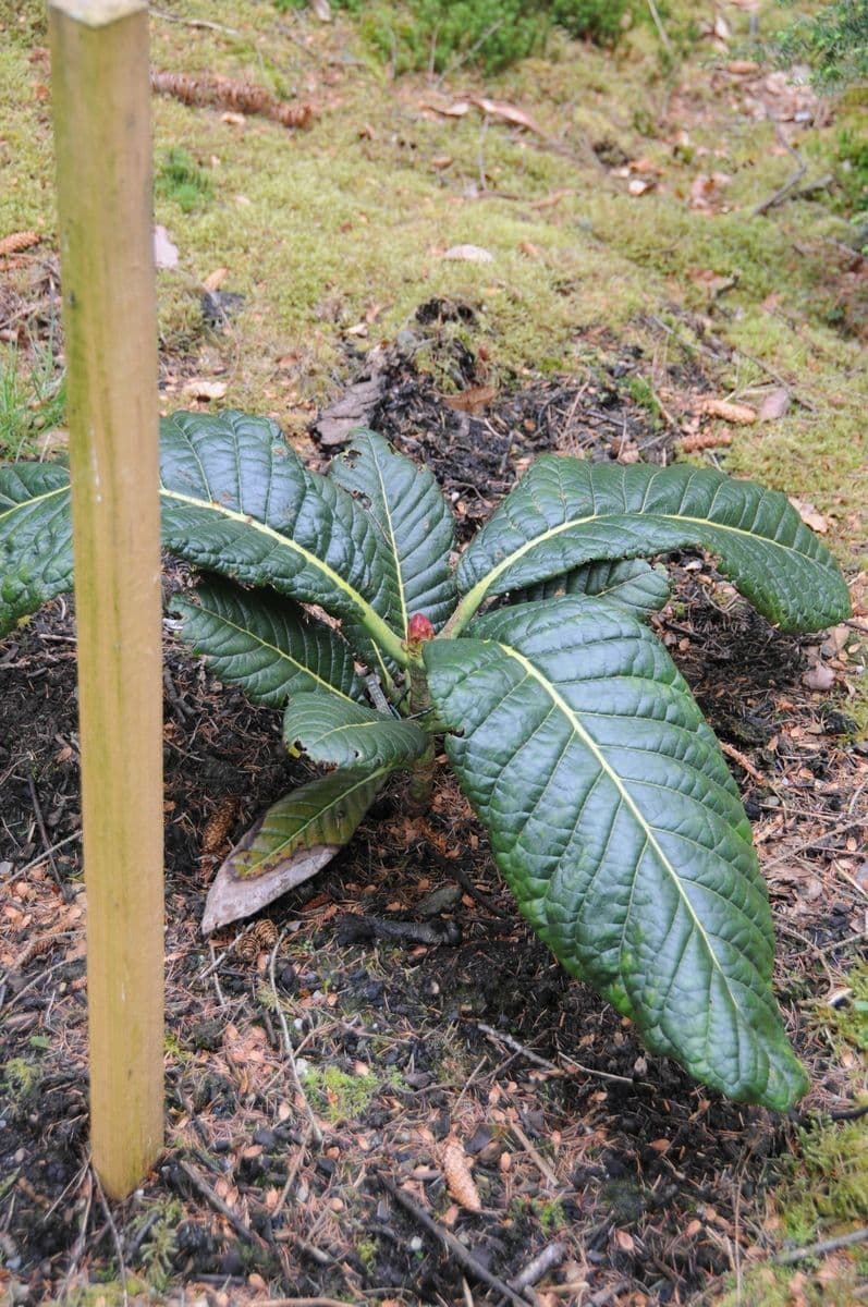 Rododendron 12