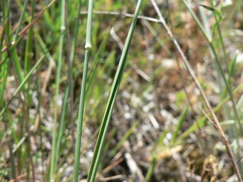 Brachypode phénicoïde 20