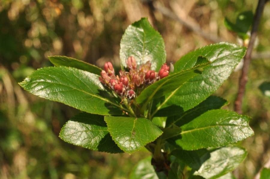 Cotonéaster alpin 6