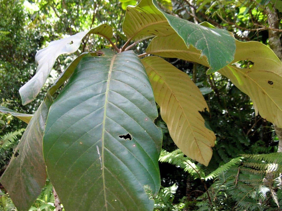 Pycnandra balansae 12