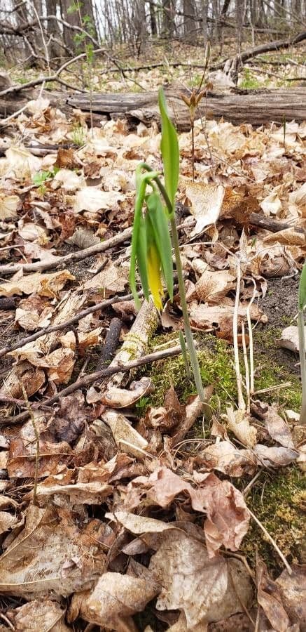 Uvularia grandiflora 16