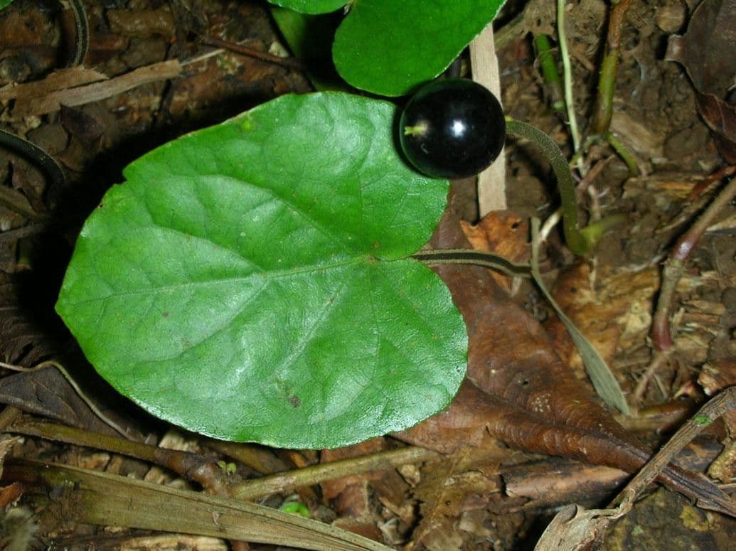 Geophila 8