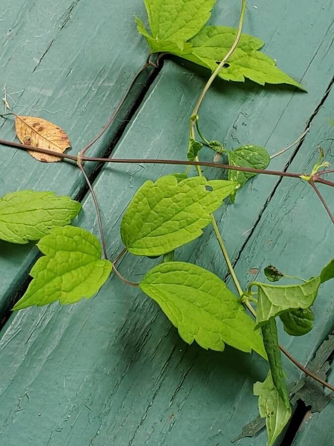 Clematide virginiana 17