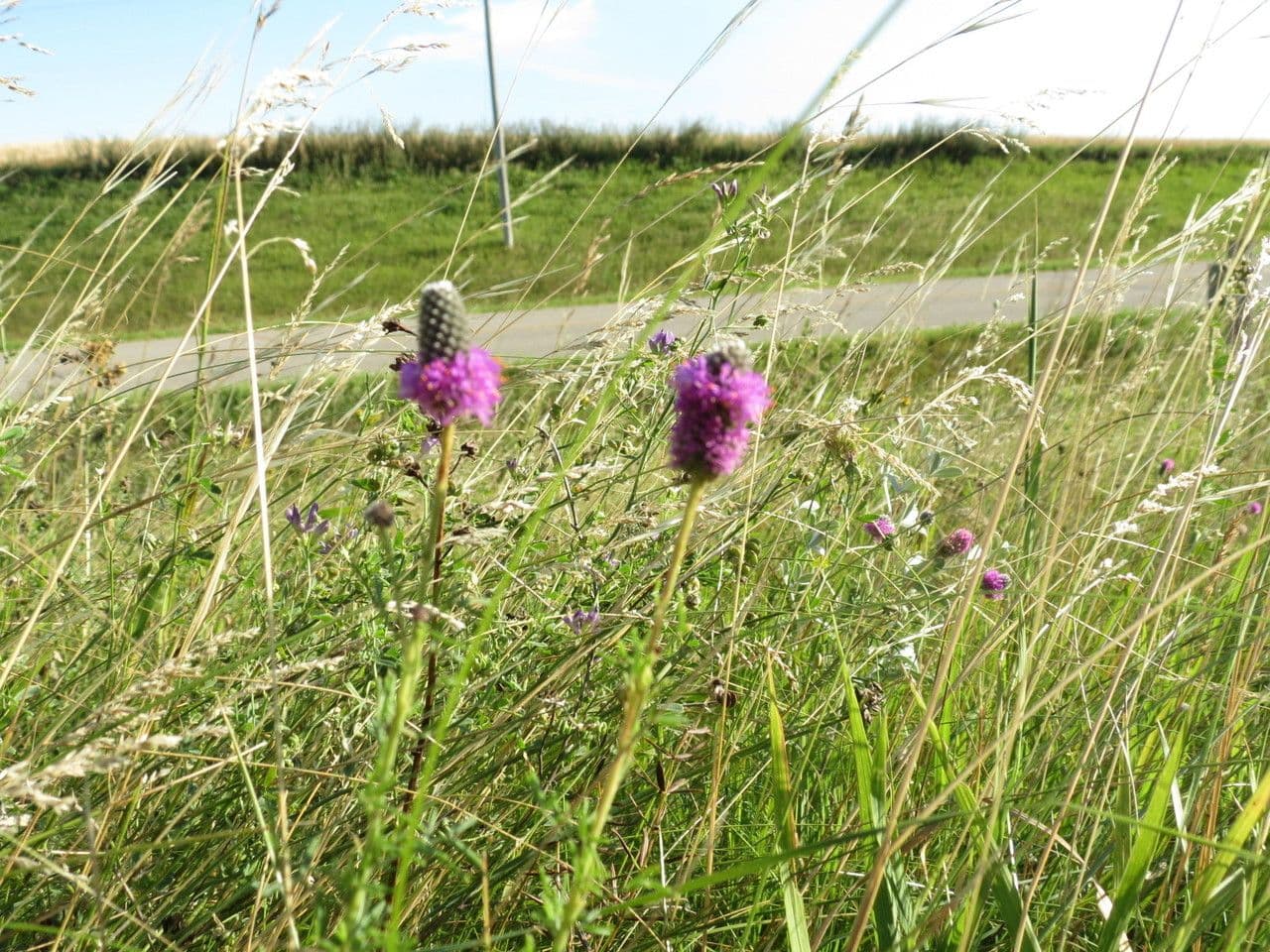 Dalea purpurea 9