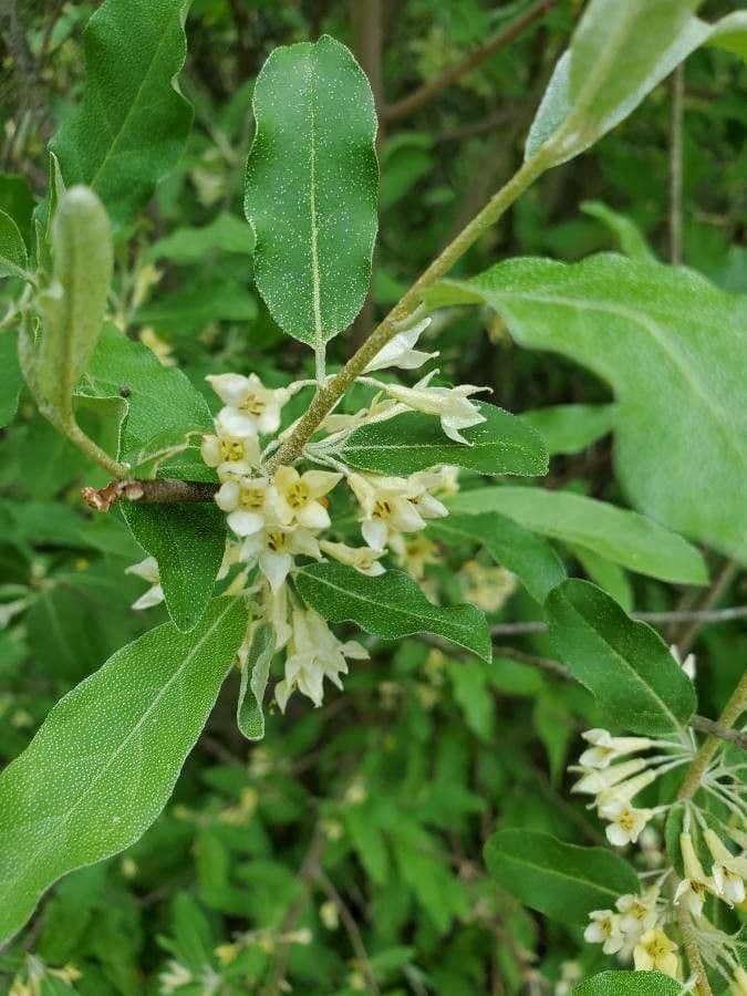 Elaeagnus multiflora 8