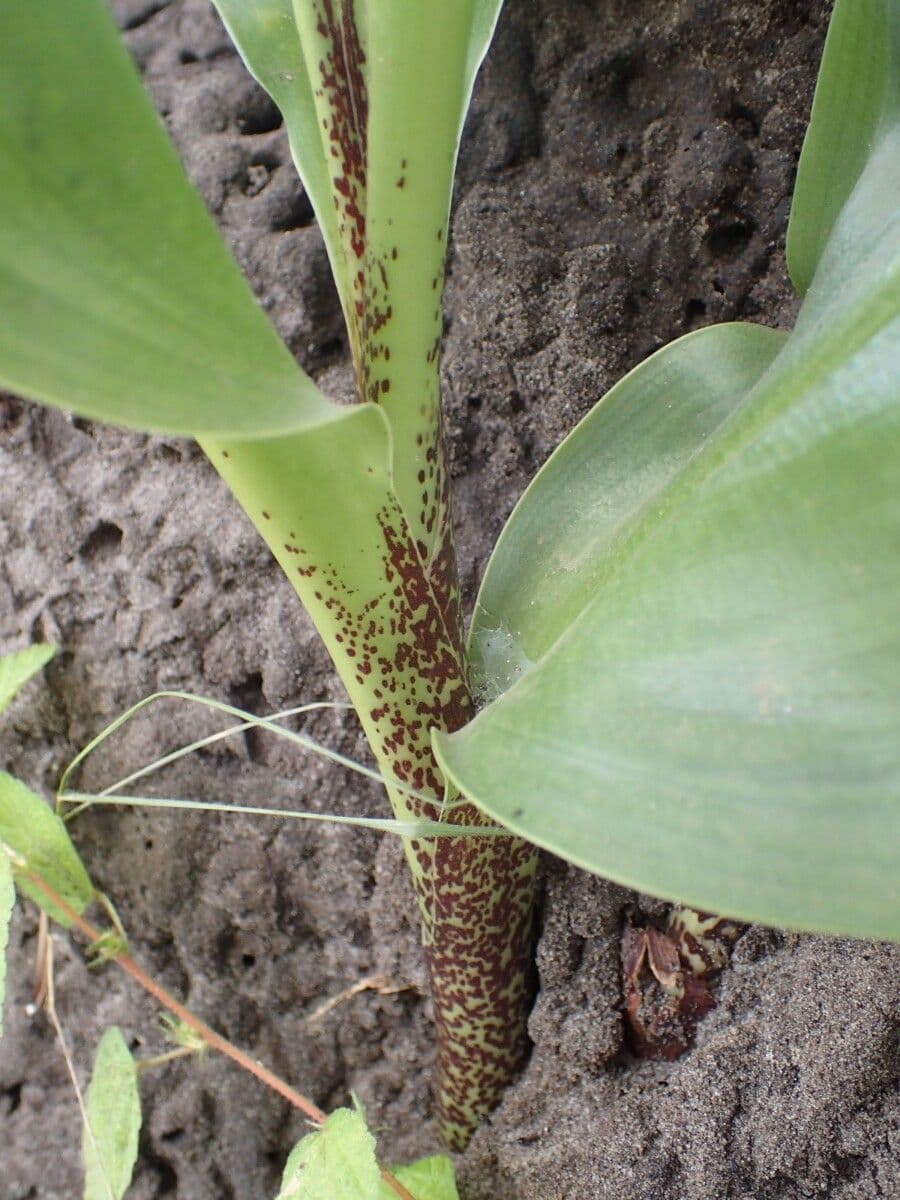 Scadoxus 28
