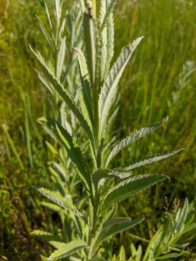 Tephroseris helenitis 25