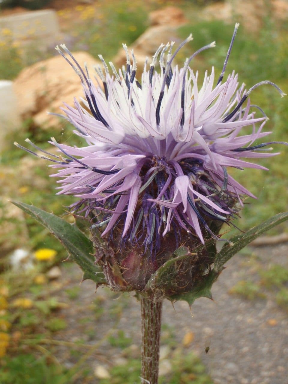 Blaue Distel 4