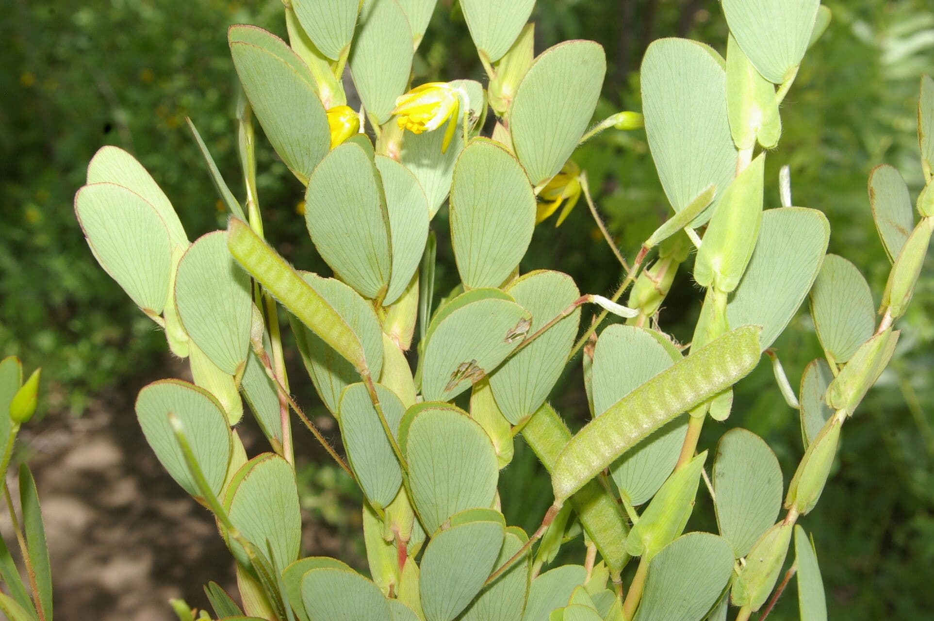 Cassia diphylla 17