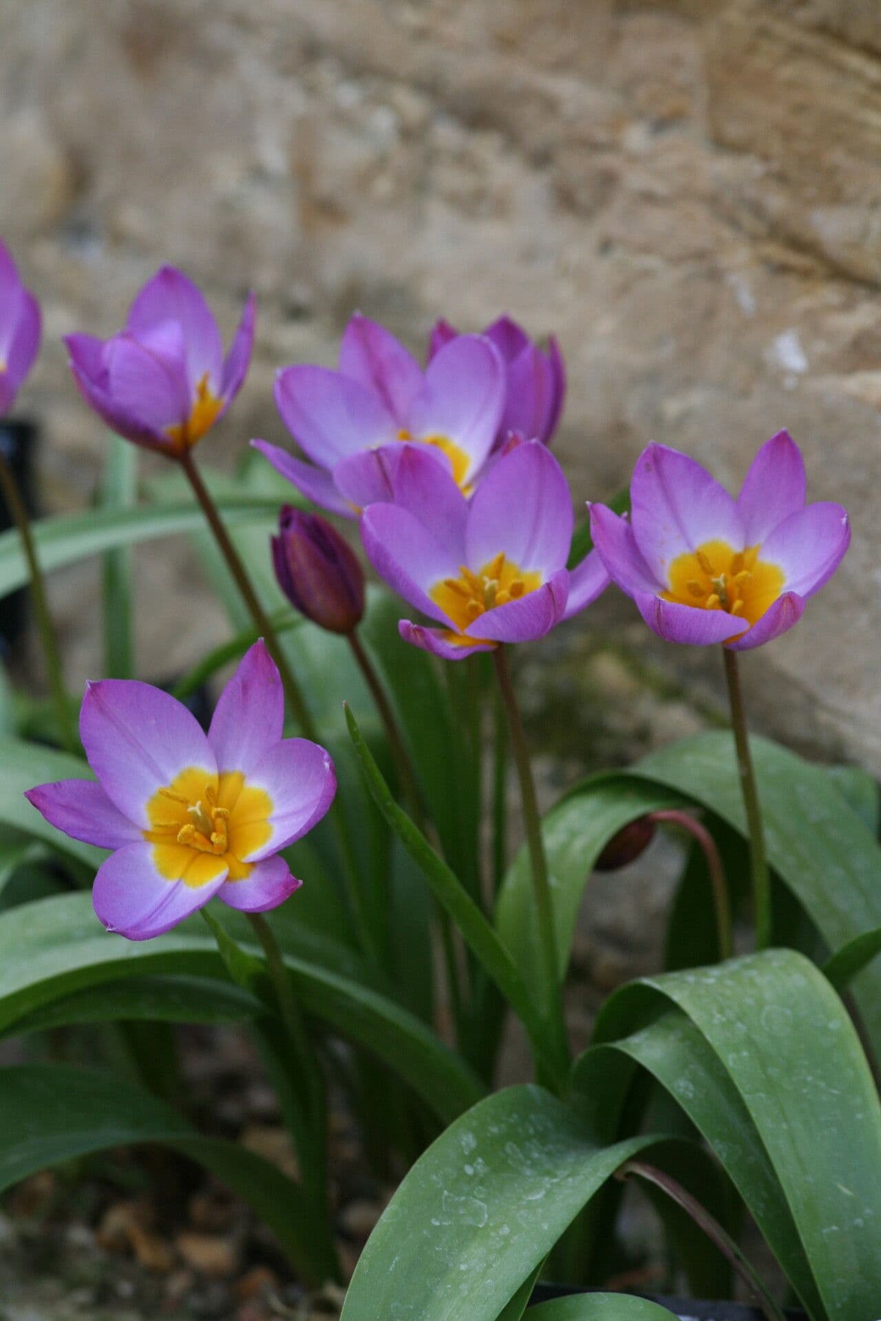 Tulipano 3