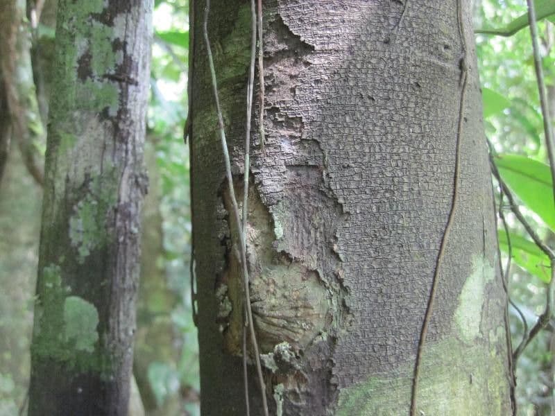 Ambelania acida 7