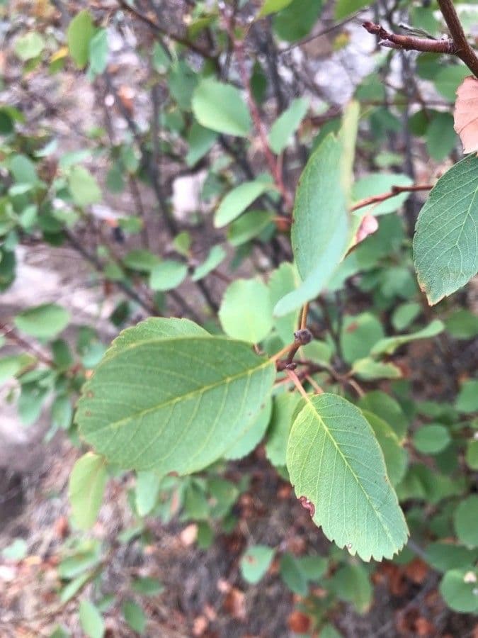 Amelanchier 14