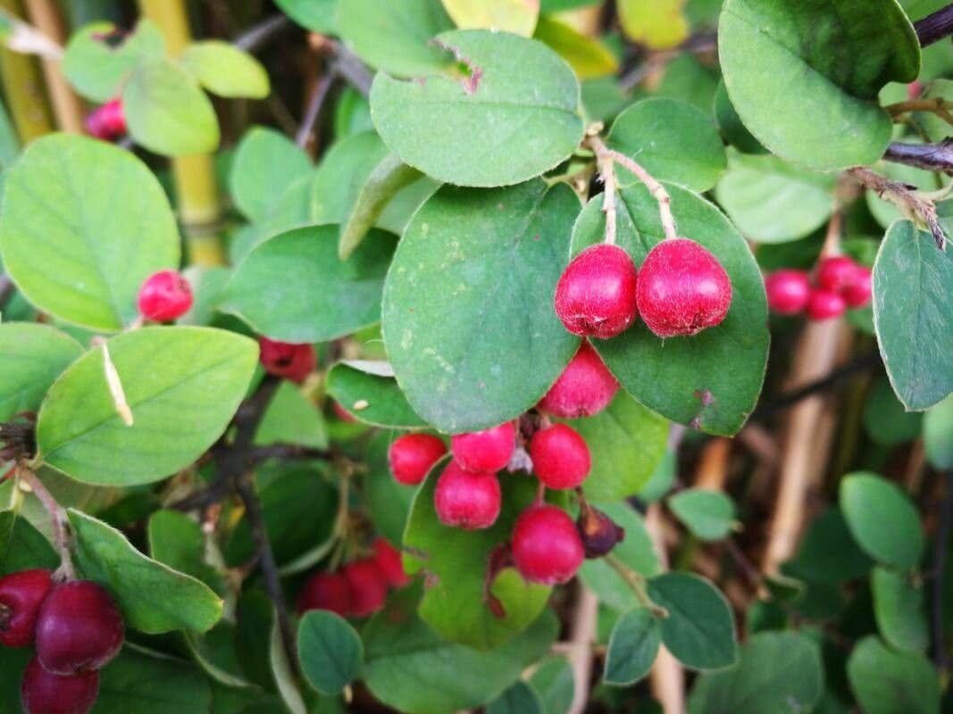 Cotoneaster zabelii 2