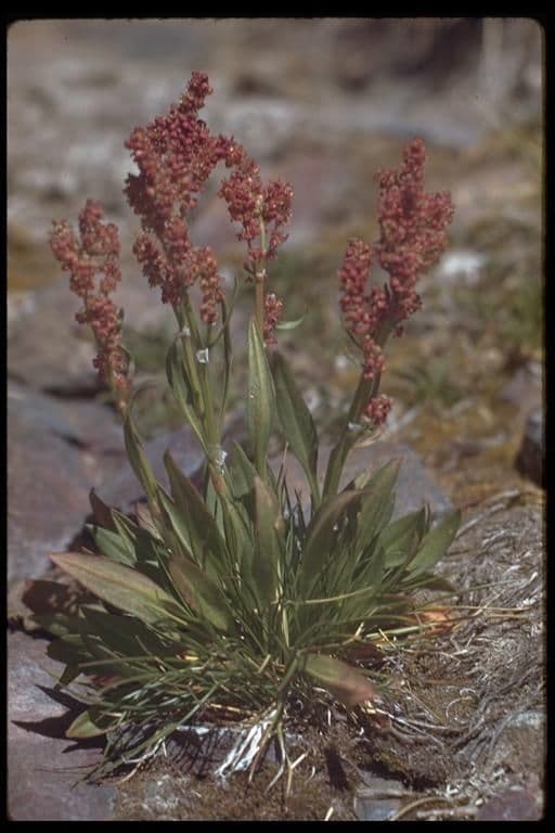 Acetosa alpina 10