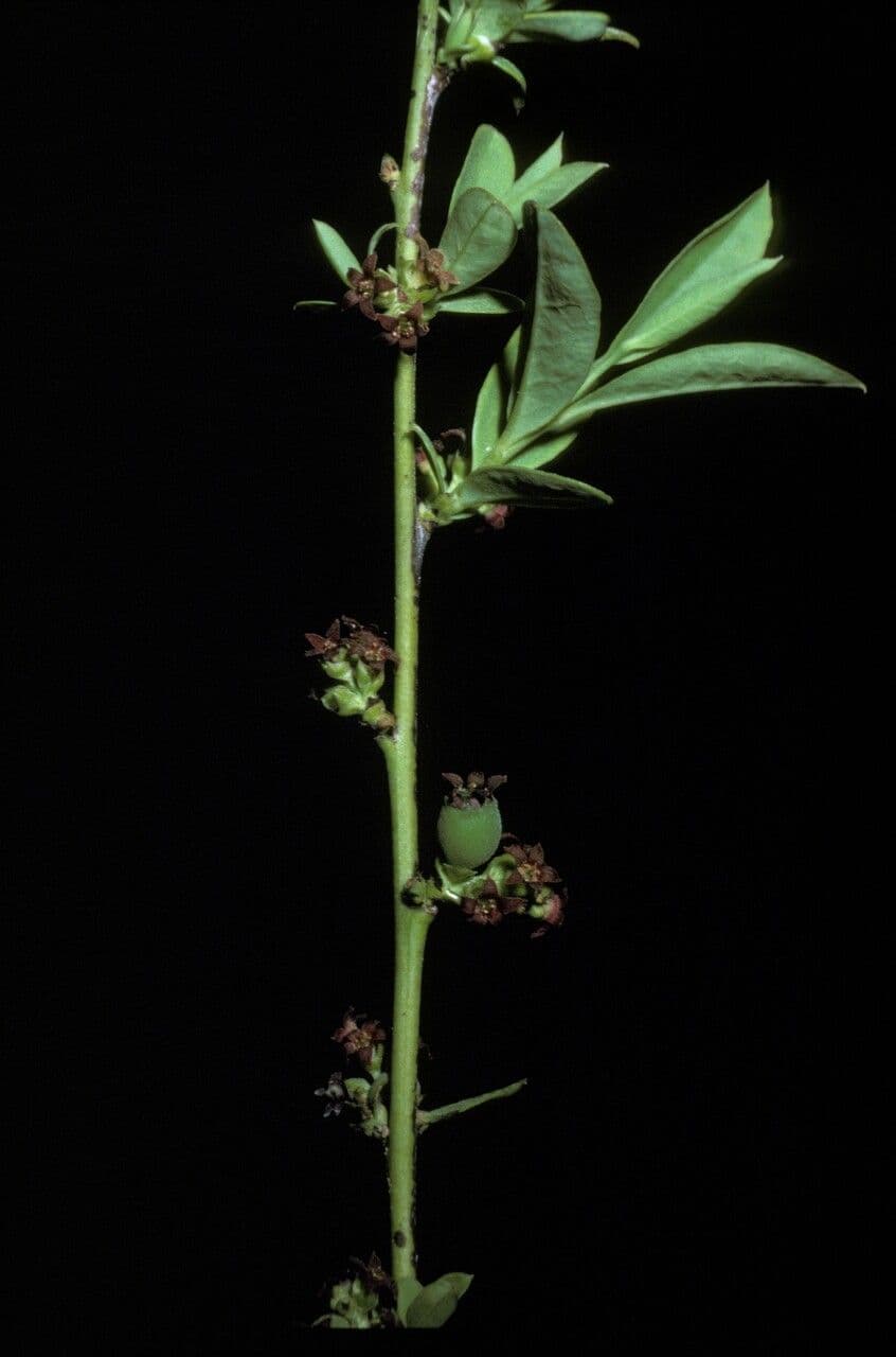 Myoschilos 6
