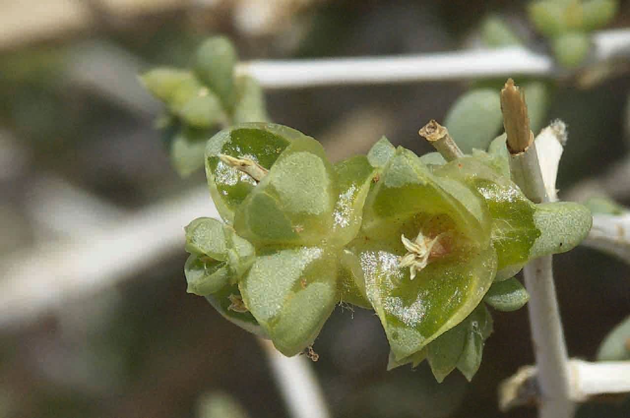Nucularia 5