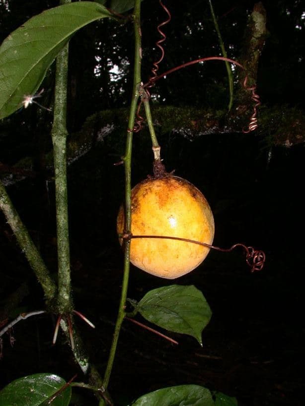 Passiflora ambigua 4
