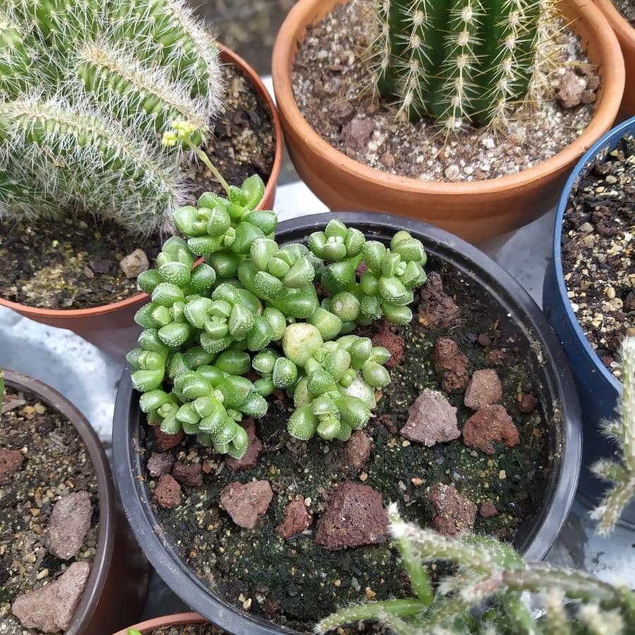 Crassula 3