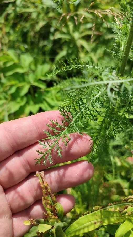 Achillea 4