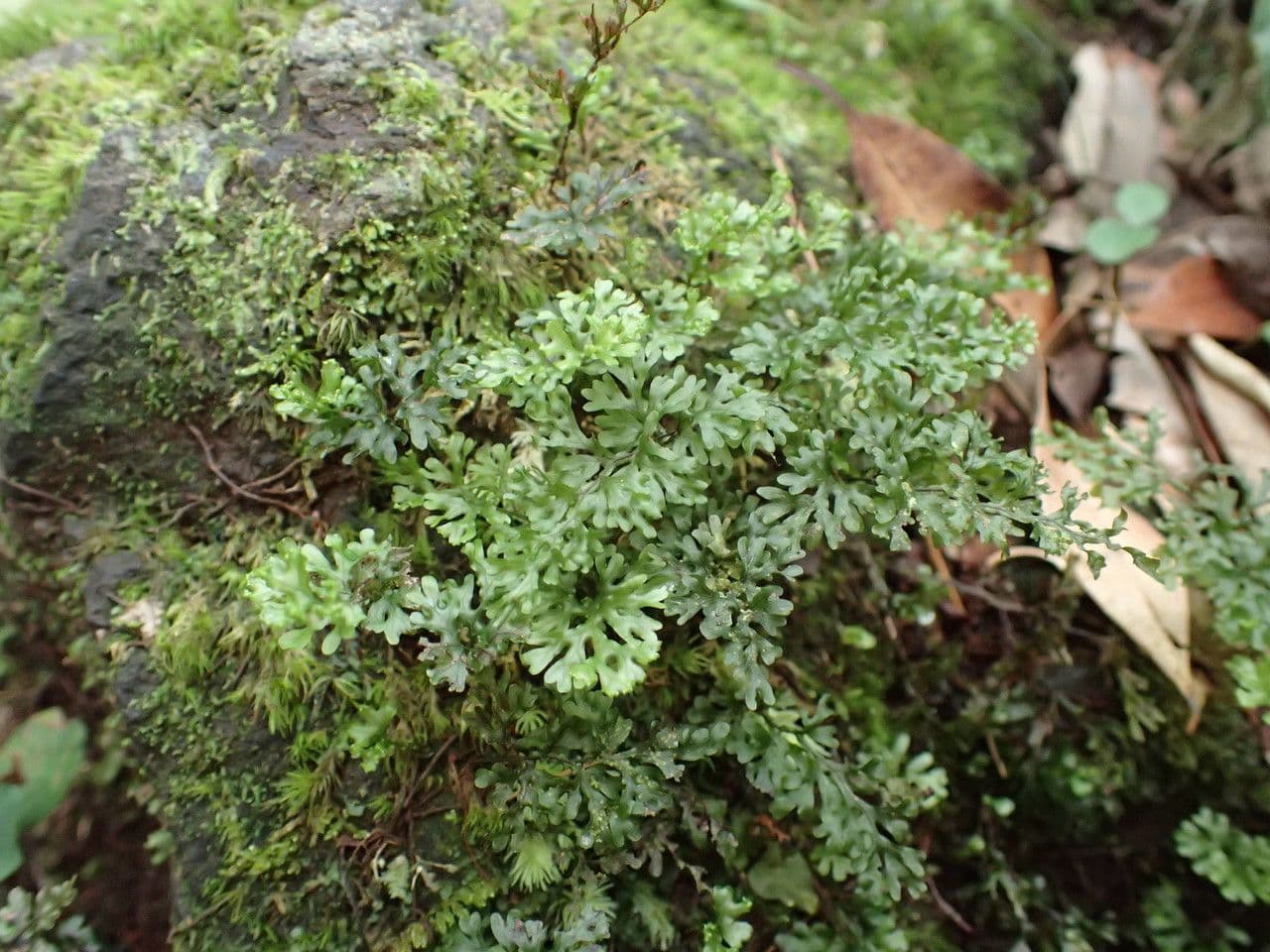 Hymenophyllum 3