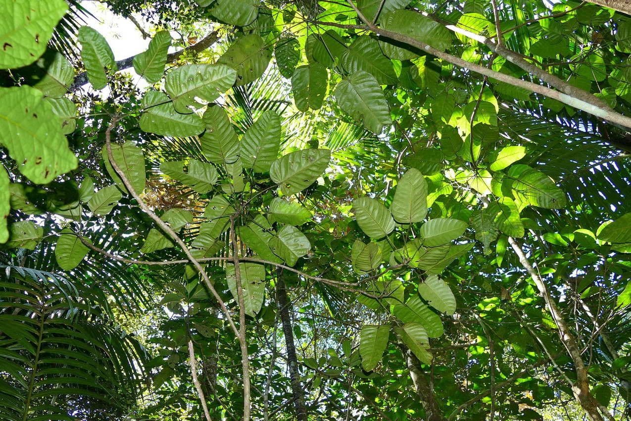 Macaranga 8