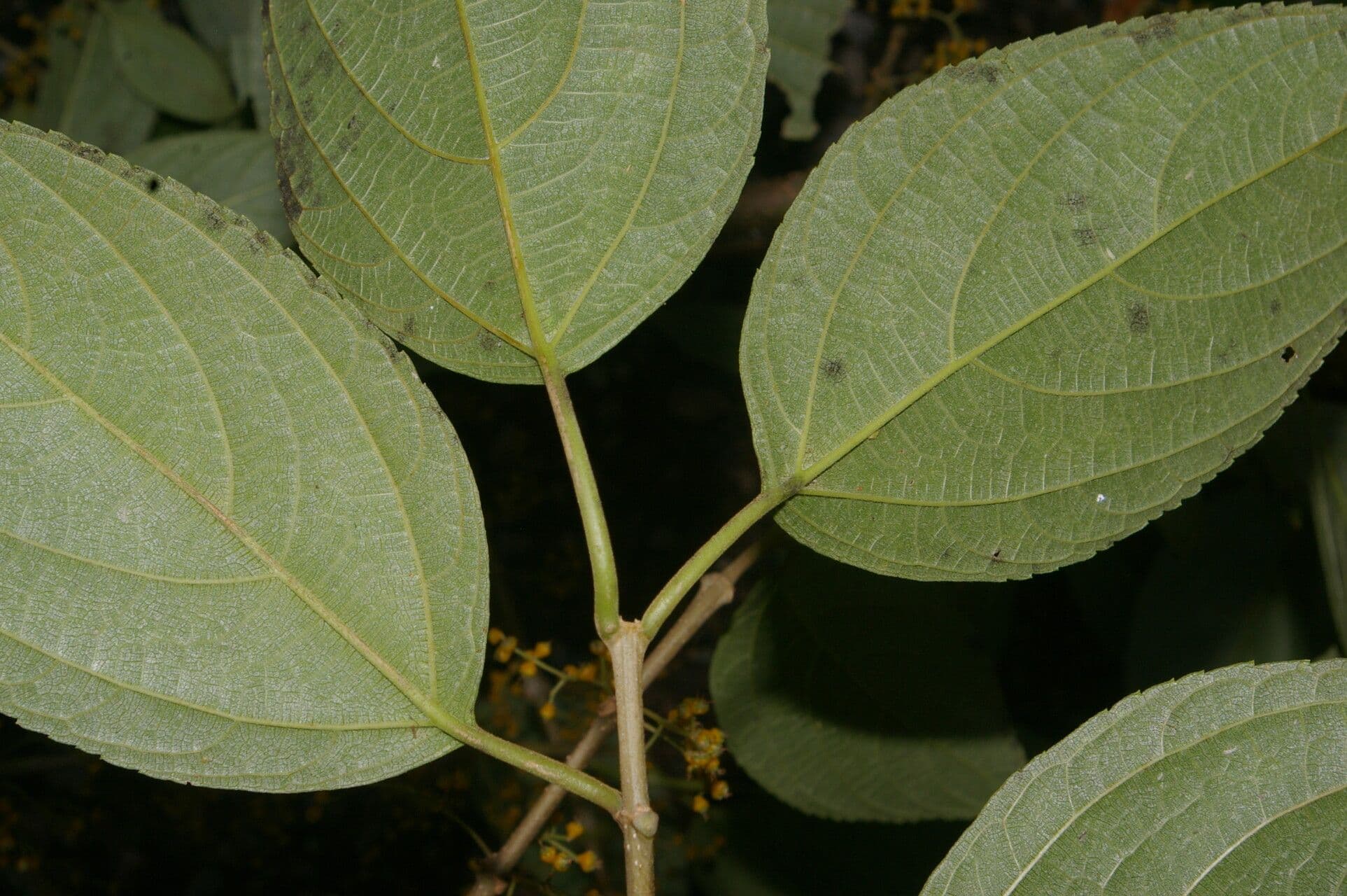 Lozanella 2