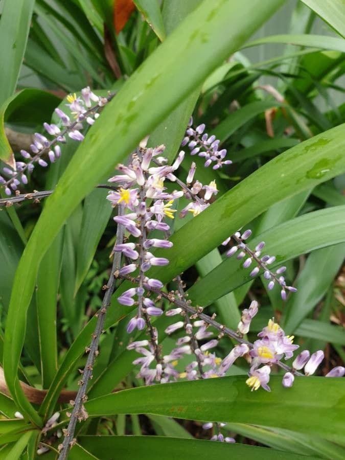 Cordyline stricta 2