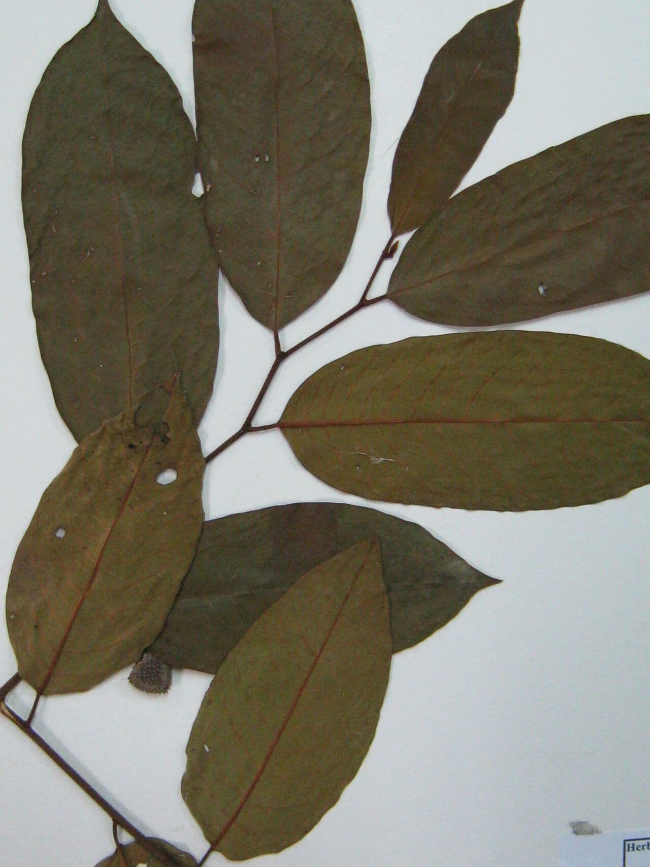 Annona 3